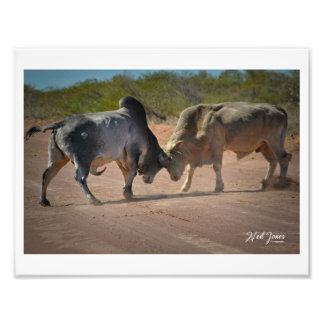 Fotografía de dos toros combatiendo al Poster