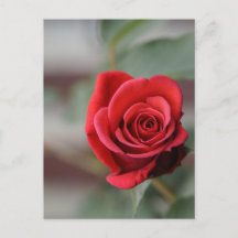 Fotografía de elegancia de rosa roja en postal