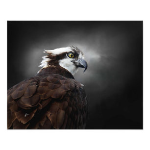 Fotografía de fauna silvestre con perfil de águila