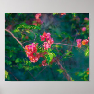 Fotografía de Flor de Buganvilla Rosa Arte de Pare