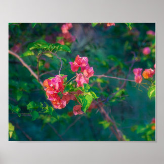 Fotografía de Flor de Buganvilla Rosa Arte de Pare