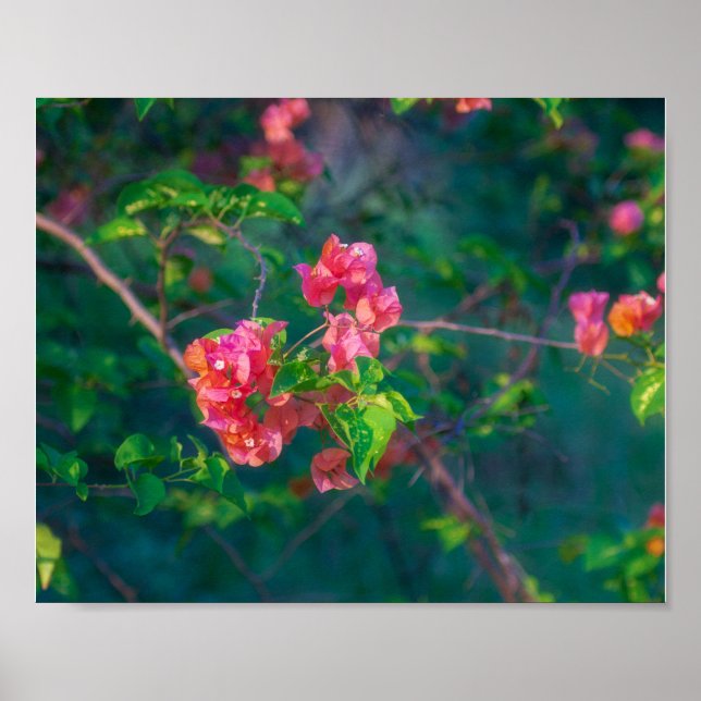 Fotografía de Flor de Buganvilla Rosa Arte de Pare (Frente)