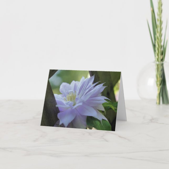 Fotografía de Flor de Clemátide Arrebujada  (Anverso)