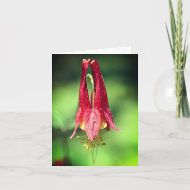 Fotografía de Flor de Columbina Roja Silvestre (Anverso)