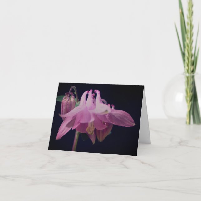 Fotografía de flor de columbina rosa (Anverso)