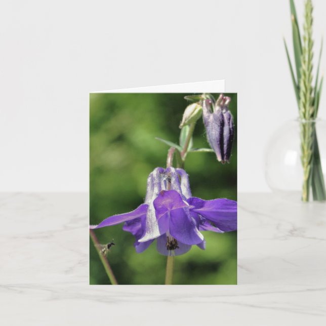 Fotografía de Flor de Columbina y Abeja (Anverso)