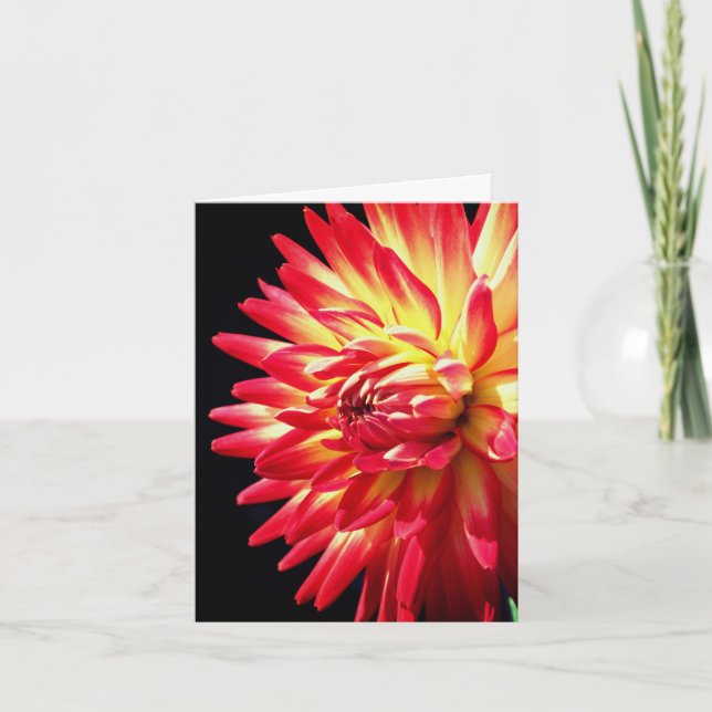 Fotografía de Flor de Dalia Roja Vibrante  (Anverso)