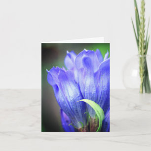 Fotografía de flor de genciana azul