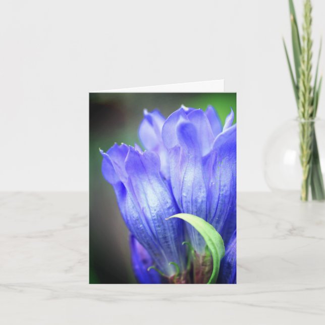 Fotografía de flor de genciana azul (Anverso)