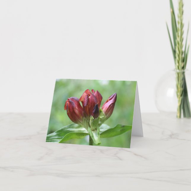 Fotografía de Flor de Genciana Roja  (Anverso)