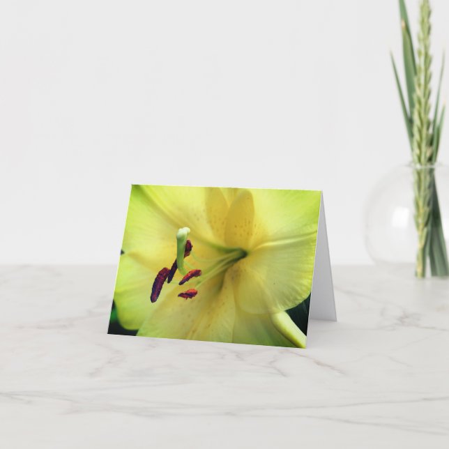 Fotografía de Flor de Lirio Amarillo Pálido  (Anverso)