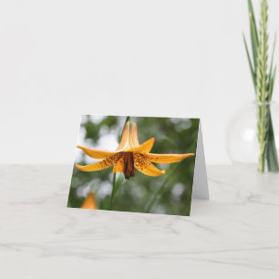 Fotografía de flor de lirio canadiense