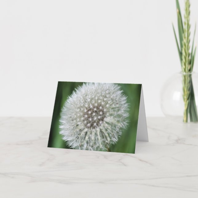 Fotografía de Flor de Pelusa de Diente de León  (Anverso)