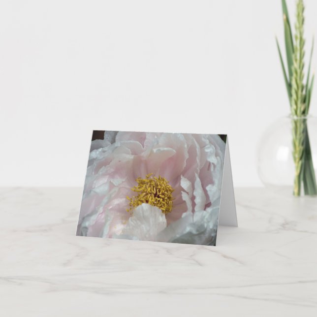 Fotografía de Flor de Peonía Rosa Despertando  (Anverso)