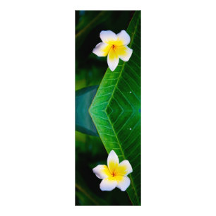 Fotografía de Flor de Plumeria
