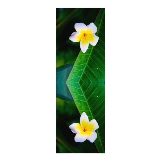 Fotografía de Flor de Plumeria (Frente)