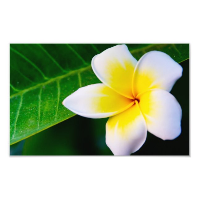 Fotografía de Flor de Plumeria (Frente)