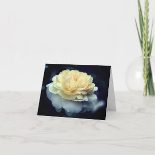 Fotografía de flor de rosa amarilla suave 