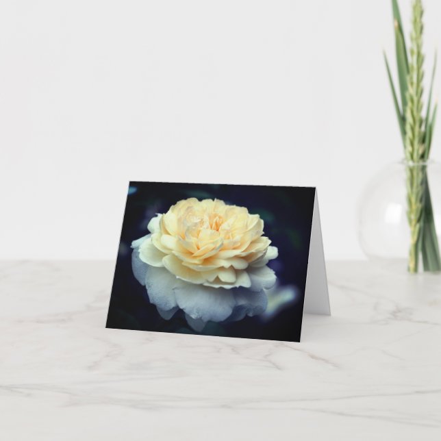 Fotografía de flor de rosa amarilla suave  (Anverso)