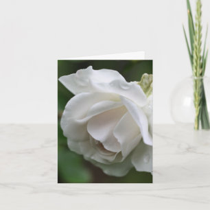 Fotografía de flor de rosa blanca suave