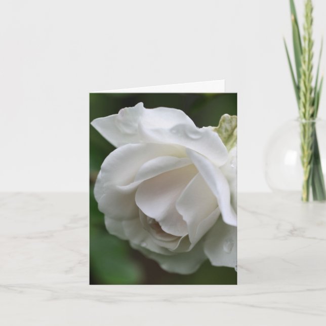 Fotografía de flor de rosa blanca suave (Anverso)