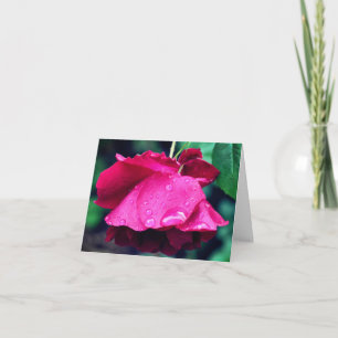 Fotografía de Flor de Rosa Roja Después de la Lluv