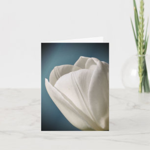 Fotografía de flor de tulipán blanco