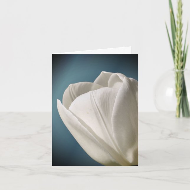 Fotografía de flor de tulipán blanco (Anverso)