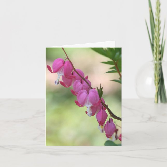 Fotografía de flores de Corazones Sangrantes rosad (Anverso)