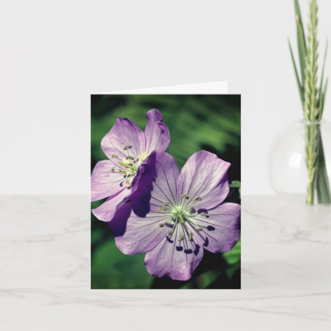 Fotografía de flores de geranio de las gemelas lav (Anverso)