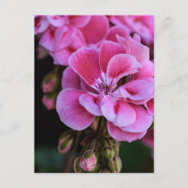 Fotografía de flores de geranio rosadas en postal