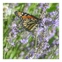 Fotografía de flores de lavanda y mariposa monarca