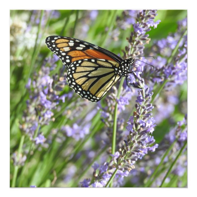 Fotografía de flores de lavanda y mariposa monarca (Frente)