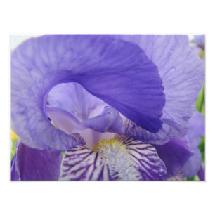 Fotografía de flores de lirio púrpura arte impreso