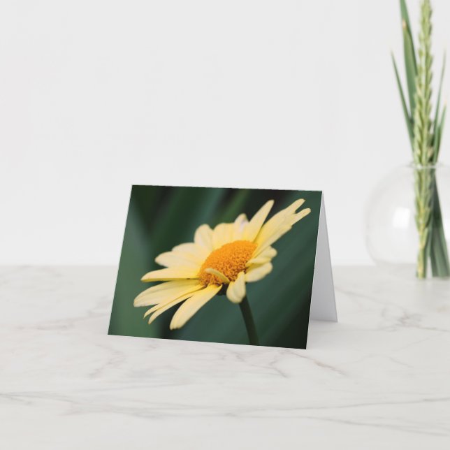 Fotografía de flores de margarita gloriosas  (Anverso)