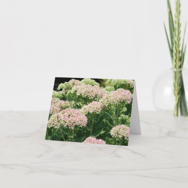 Fotografía de flores de Sedum casi listas (Anverso)