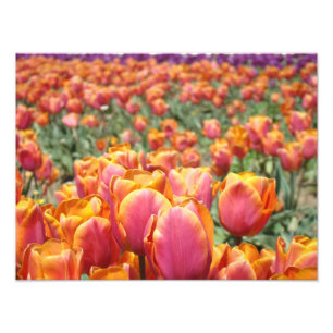 Fotografía de flores de tulipán impresiones de art