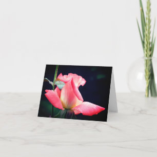 Fotografía de flores Delight Rosebud