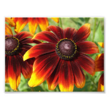 Fotografía de Flores naranjas, Kodak Profesional