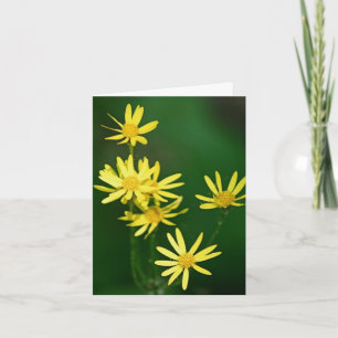Fotografía de flores silvestres amarillas suaves
