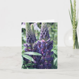 Fotografía de flores trío de lupino