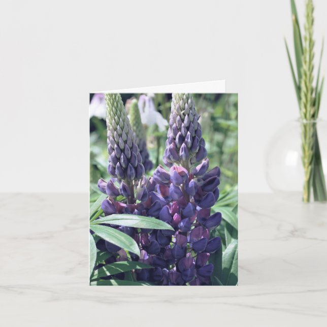 Fotografía de flores trío de lupino (Anverso)