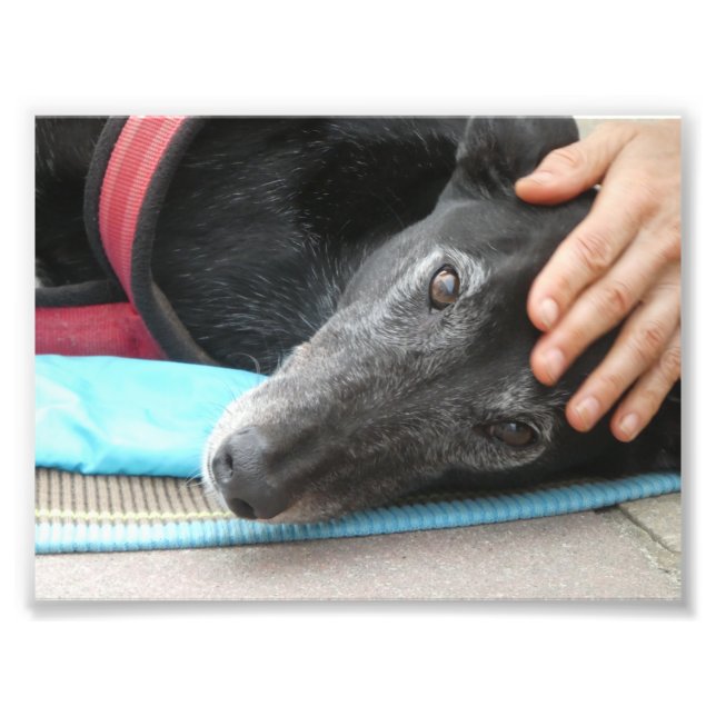 Fotografía de galgo (p506) (Frente)