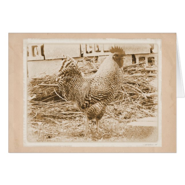 Fotografía de gallo de estilo vintage (Anverso (Horizontal))