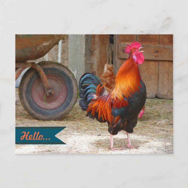 Fotografía de gallo de granja rural en postal (Anverso)