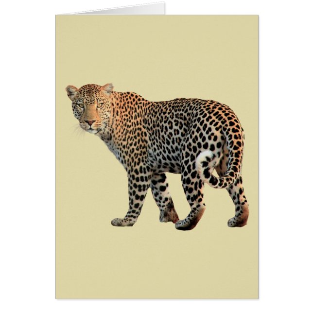 Fotografía de Gato Salvaje de Leopard Spots (Frente)