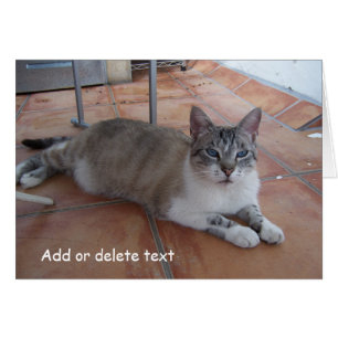 Fotografía de gatos de tarjetas de felicitación