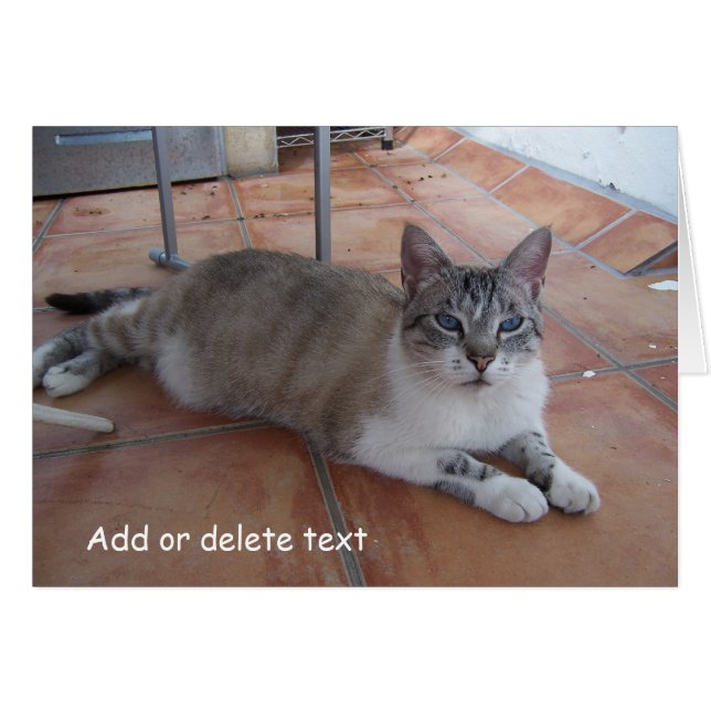 Fotografía de gatos de tarjetas de felicitación (Anverso (Horizontal))