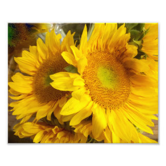 Fotografía de girasol