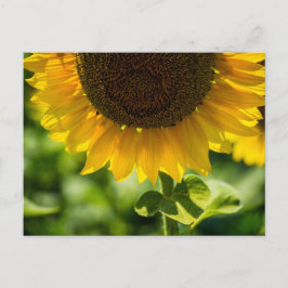 Fotografía de girasol en flor en postal